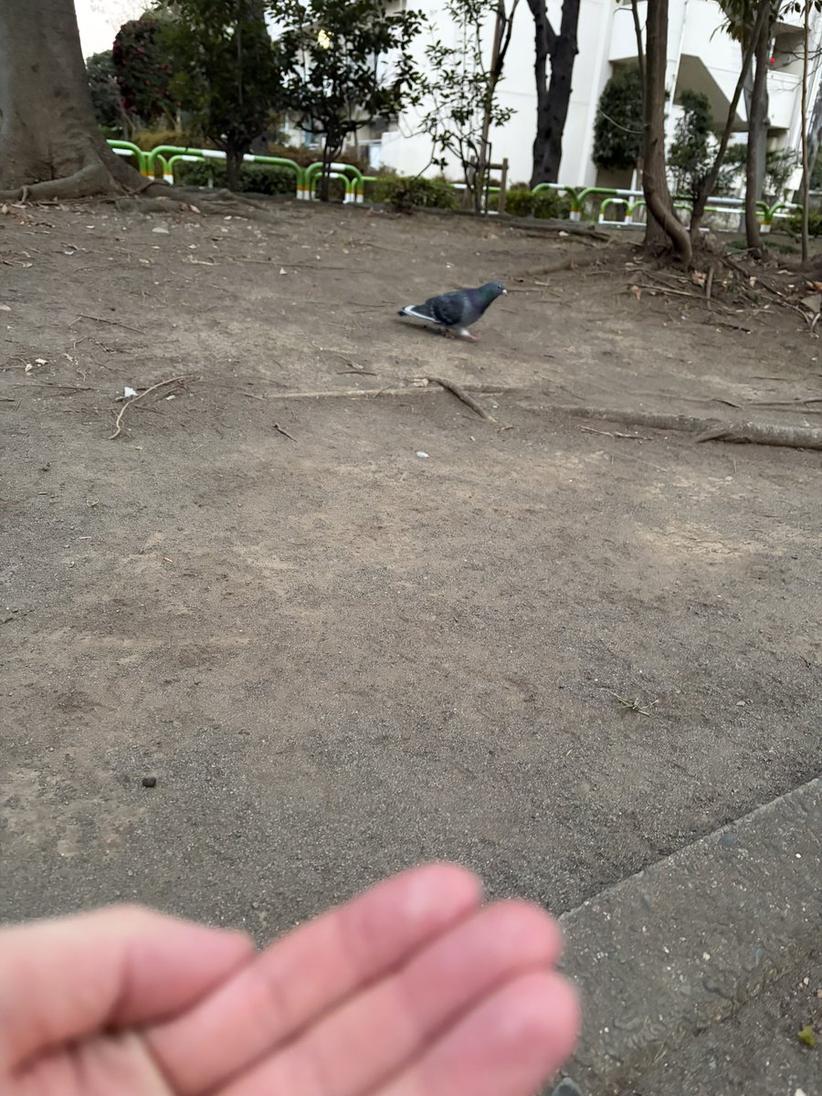NASU_Cub's tweet photo. 一昨日は鳩を騙したり土手沿い歩いたり https://t.co/Ow1CAT7Xk2