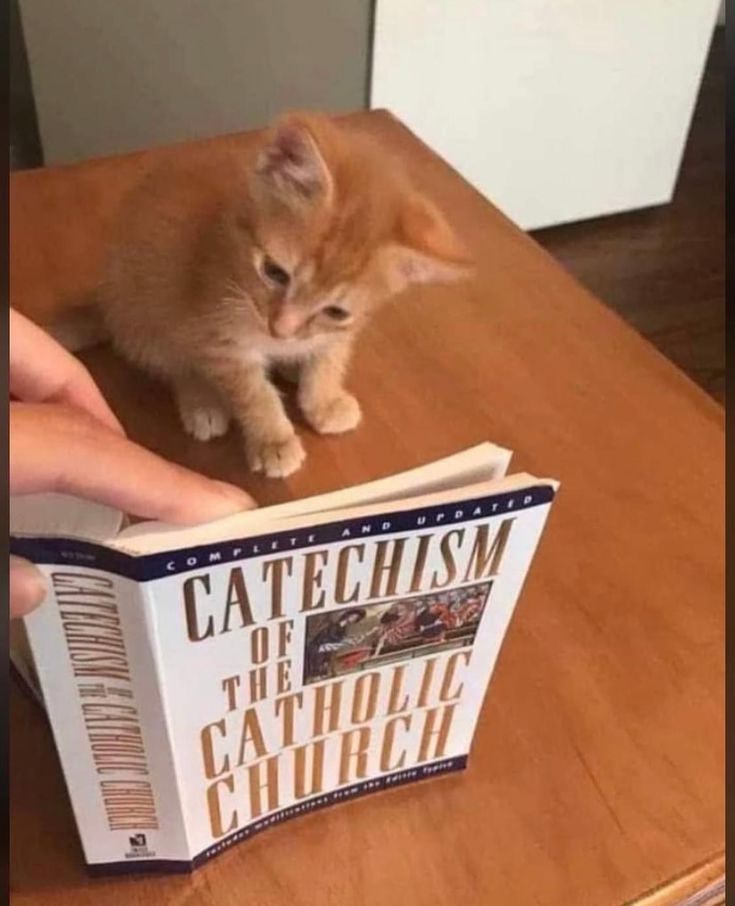 Catolicismo 'desconhecido' (@catolicismooo) on Twitter photo 