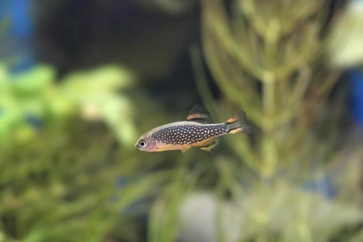 ミクロラスボラ・ハナビ】 ミャンマー原産の小型のコイの仲間です