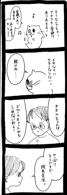 ドワーフキャットタオルちゃん3 