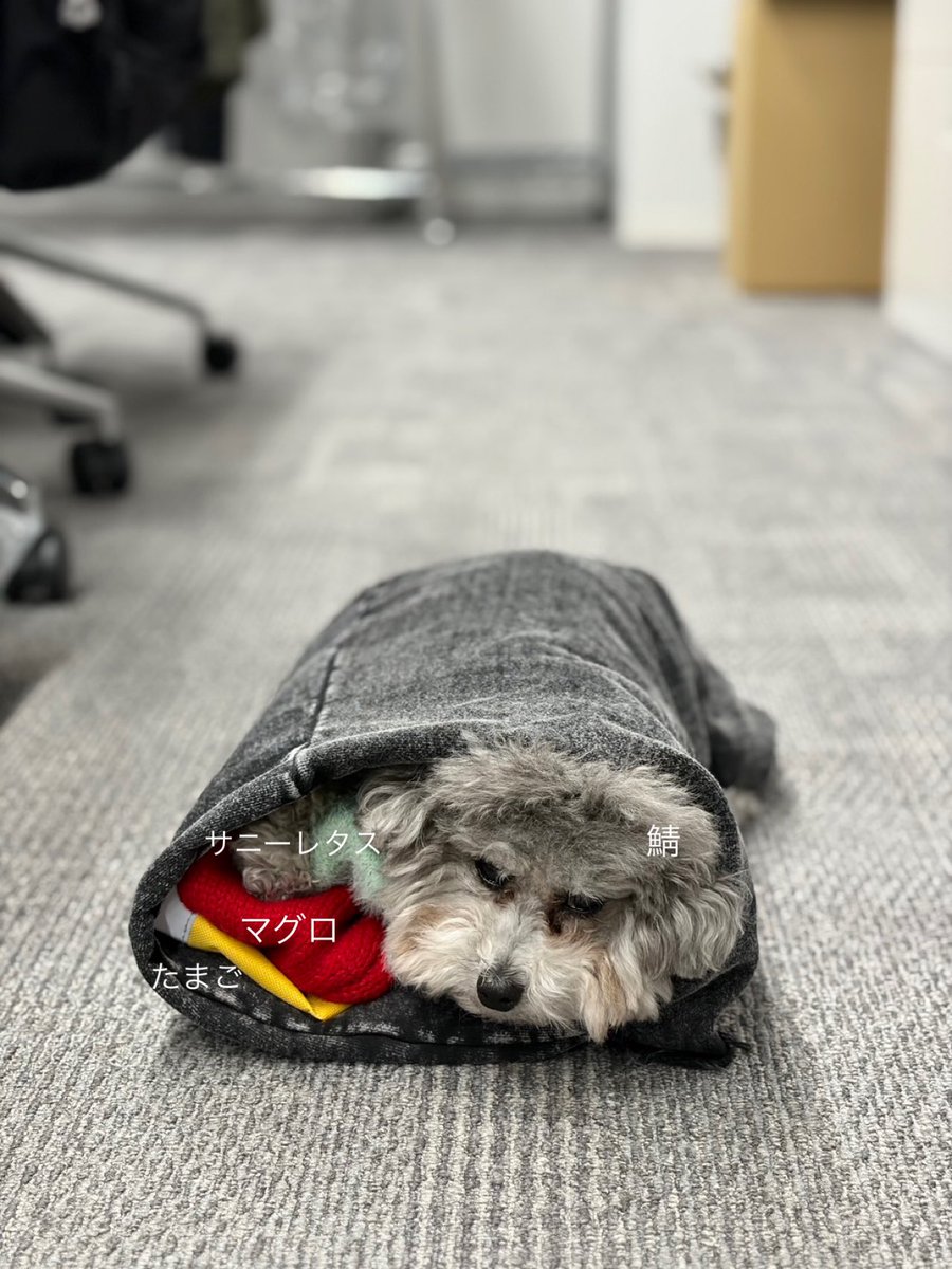 franky_dogs's tweet photo. 鬼はうち〜福はうち〜！ https://t.co/OynIaFl9YE