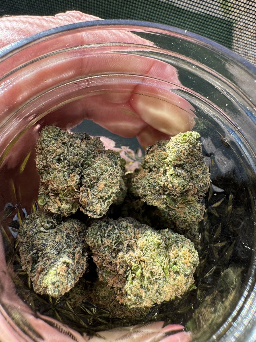 _Justin98_'s tweet photo. Zelium from Doja @let_ryan_live super fire strawberry ozk terps on this one https://t.co/vcbZwPZsnl