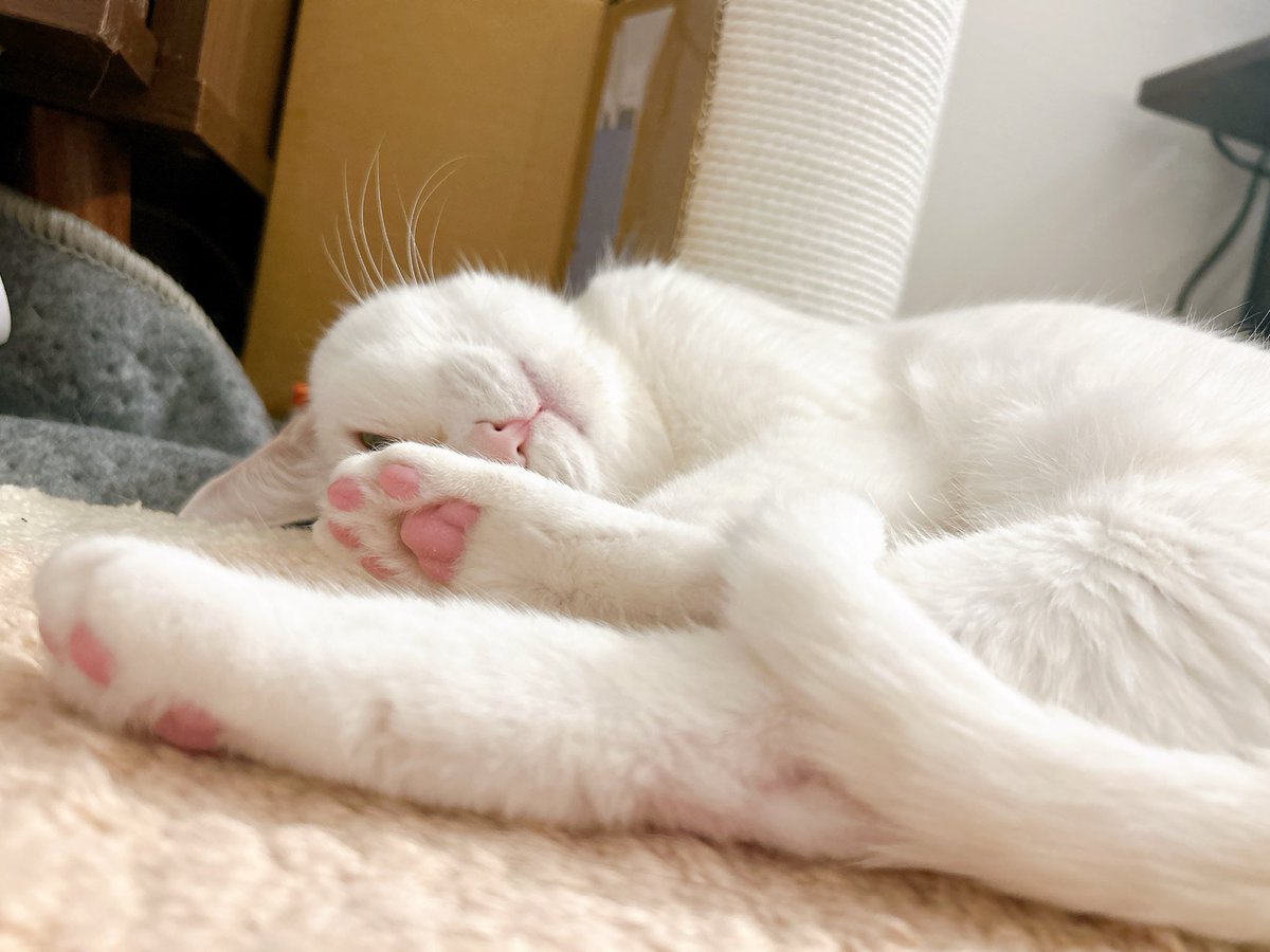 なぬんこ (@neco_chan_666) / Posts / X