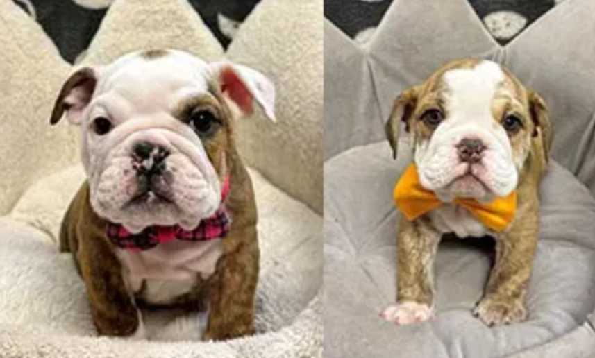 18th Judicial District Attorney's Office tweet media