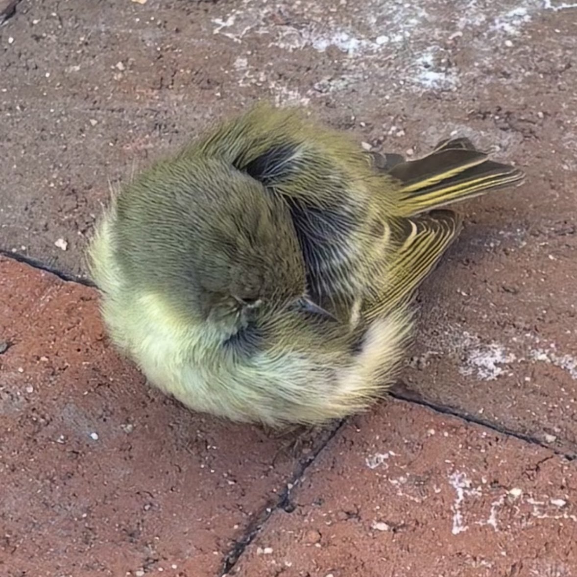 stinklybug's tweet image. today i found and brought a tiny little injured warbler to a wildlife rescue &amp;amp; then went in for my cat rescue shift where glitter STUNS in new pajamas #ilovefebruary