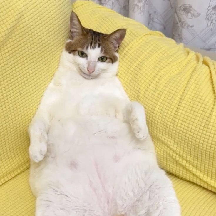 Meph🥀🔞 tweet media