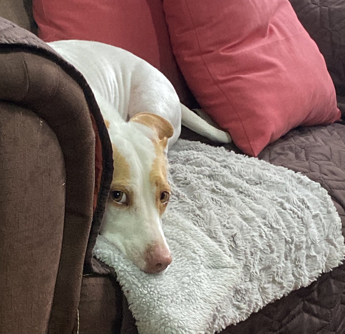 Será que mis roomies de eps me dejan llevarme a la Lana?  😭