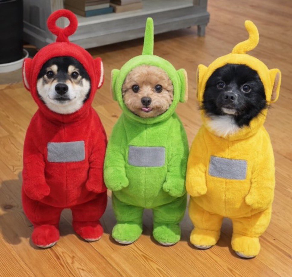 everything dogs 🐶 (@everythingdogss) on Twitter photo 