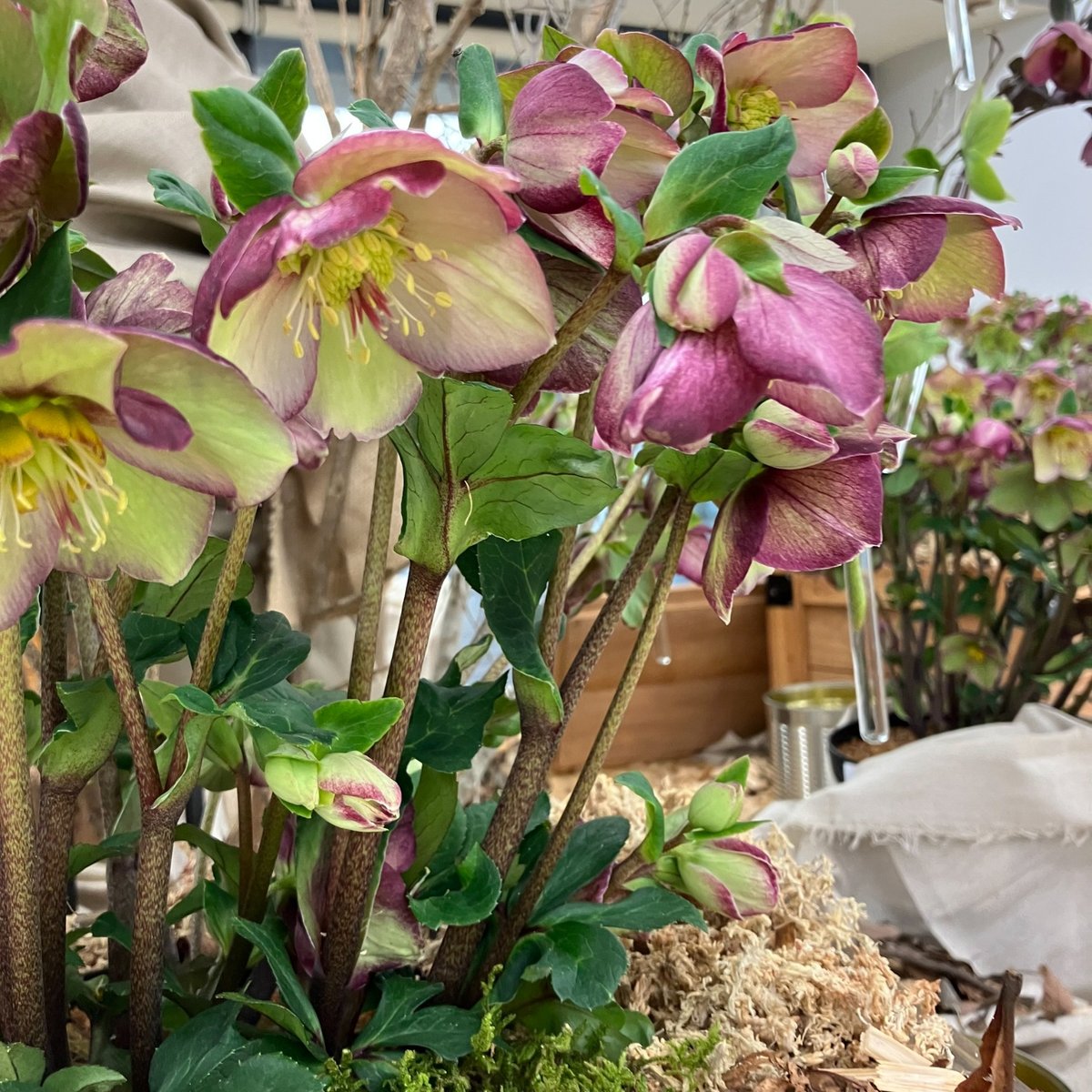 イベント情報】 クリスマスローズの世界展2026 ～魅惑の花たちの宴