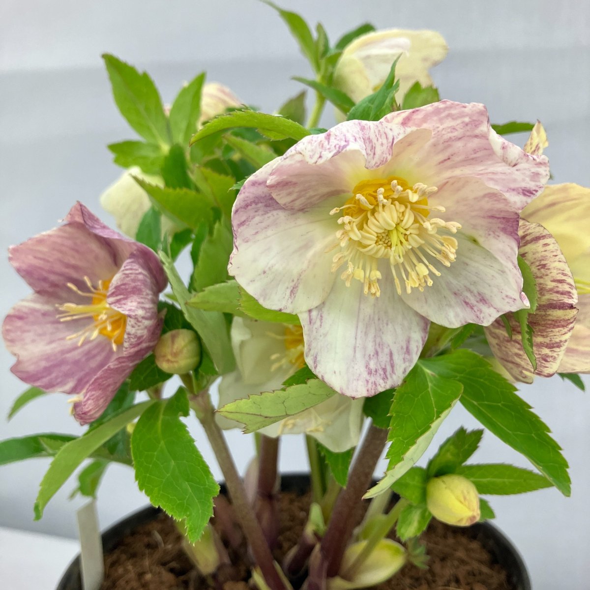 ㉖-113クリスマスローズ イベント情報】 クリスマスローズの世界展2026 ～魅惑の花たちの宴