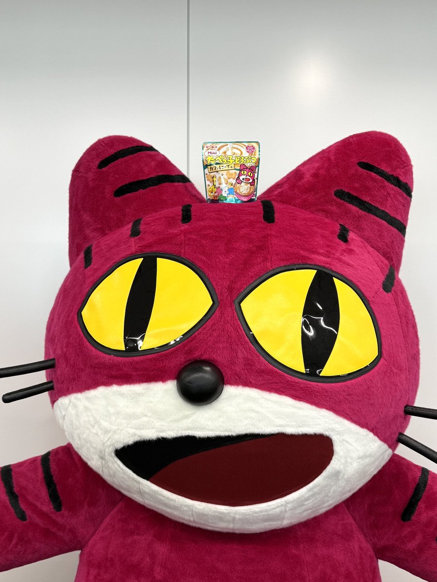 ねこさんが頭に何かを乗せています……😺😺