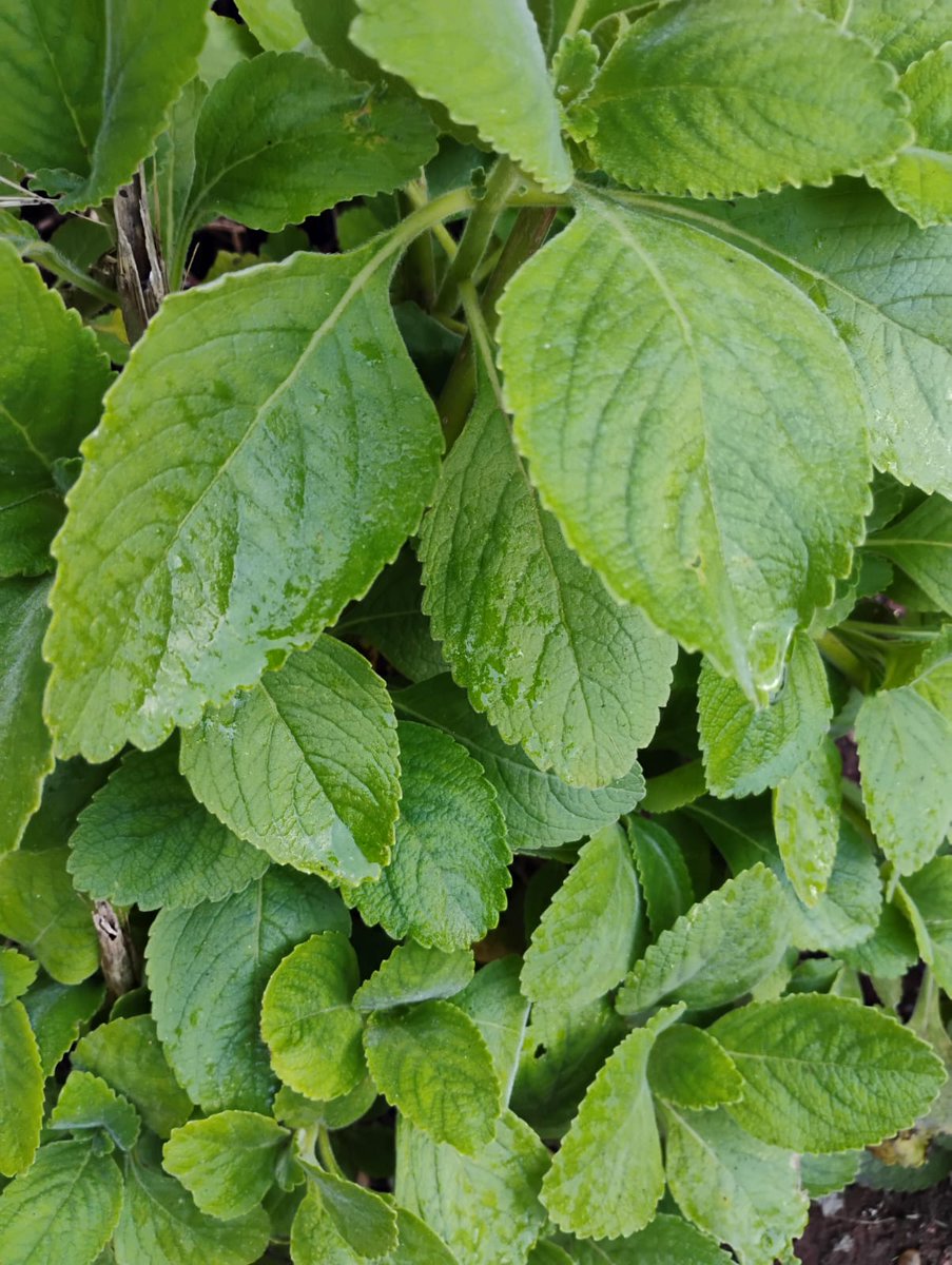 JULIANA MINEIRINHA tweet media