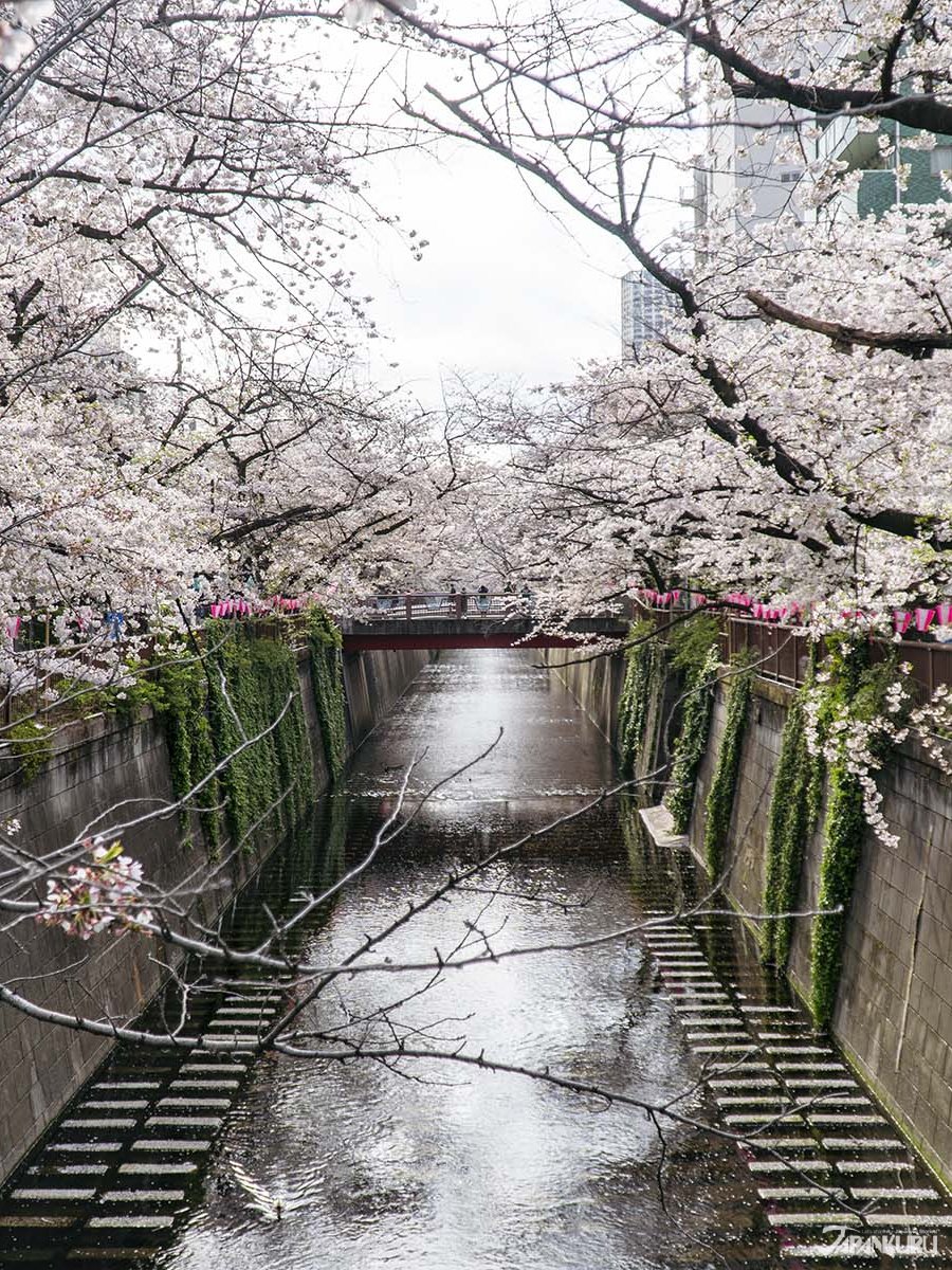 Japan's cherry blossom season is already on the horizon! 🌄🌸
Iron out all the details of your sakura season trip with the latest forecast and all of our cherry blossom season travel tips!
>> japankuru.com/en/tour/251139/