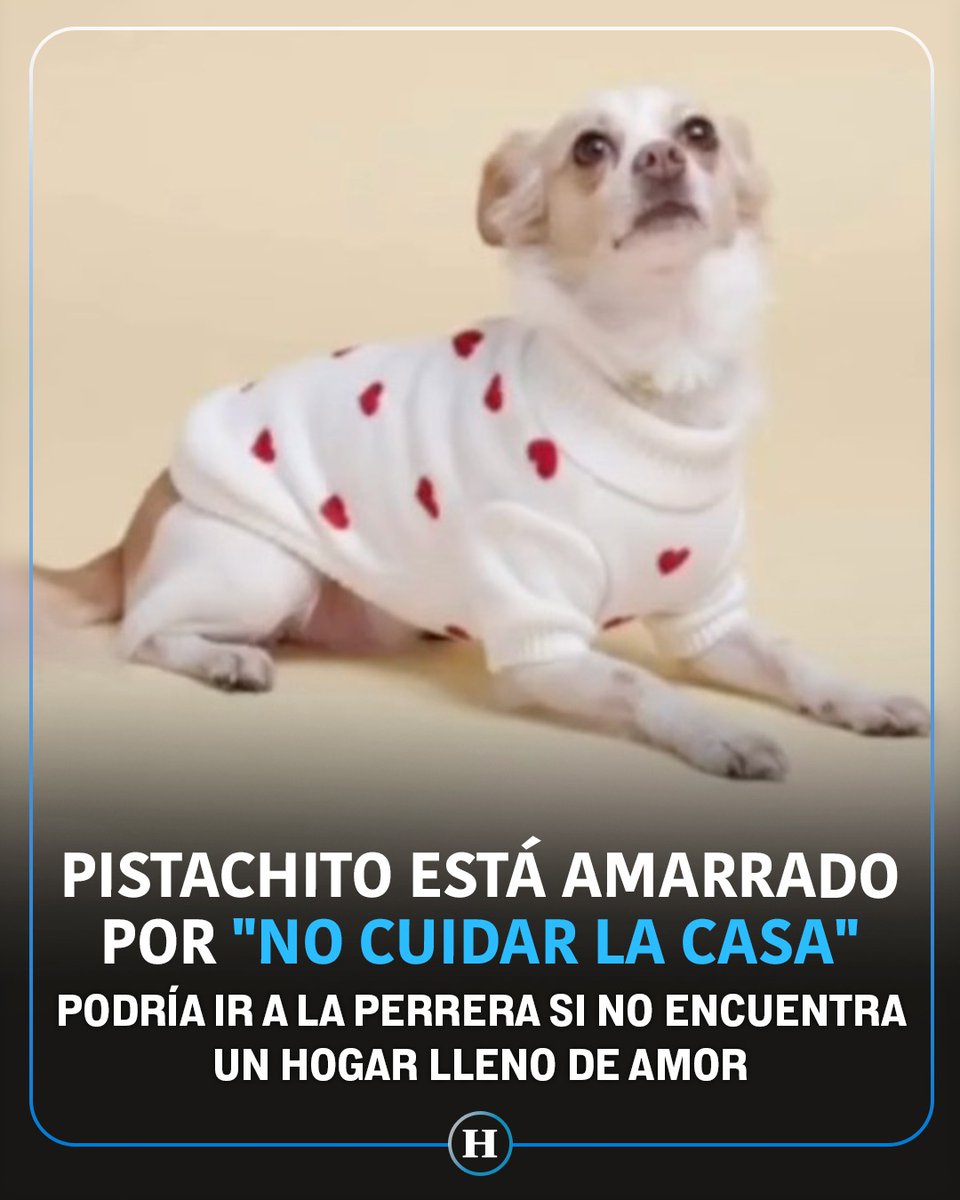 Pistachito un perro de aproximadamente dos años de edad, de tamaño mediano y mezcla entre maltés y cocker spaniel. Fue amarrado como castigo por “no saber cuidar” la casa de su dueño, situación que lo mantenía en un estado constante de angustia y llanto. 🥺 🐶

El lomito no es un