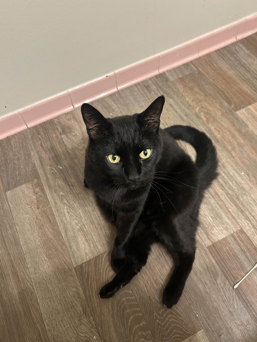 FCUMovieNews's tweet photo. 🚨 ATTENTION EVERYONE. Please, if you can, spare us a bit of your time:

Our page's graphic artist @Aubri_Milli 's cat, Jinx, is unfortunately going through a major medical emergency in the form of a urinary blockage and as such is unable to pee properly. They are unfortunately unable to afford to take Jinx to the vet, and Jinx has been a huge part of their life for 11 years now. It's absolutely heartbreaking to see him in so much pain.

That's why we're asking, if you can, to donate to their GoFundMe campaign to get the funds urgently required to get Jinx back in shape. If you can't, that's also okay, but we ask kindly to at the bare minimum, spread the word about the campaign/the cause.

Link: https://t.co/Dk9NrGiPdj

Thank you for reading all the way through; nobody should ever have to go through this much suffering. 💔