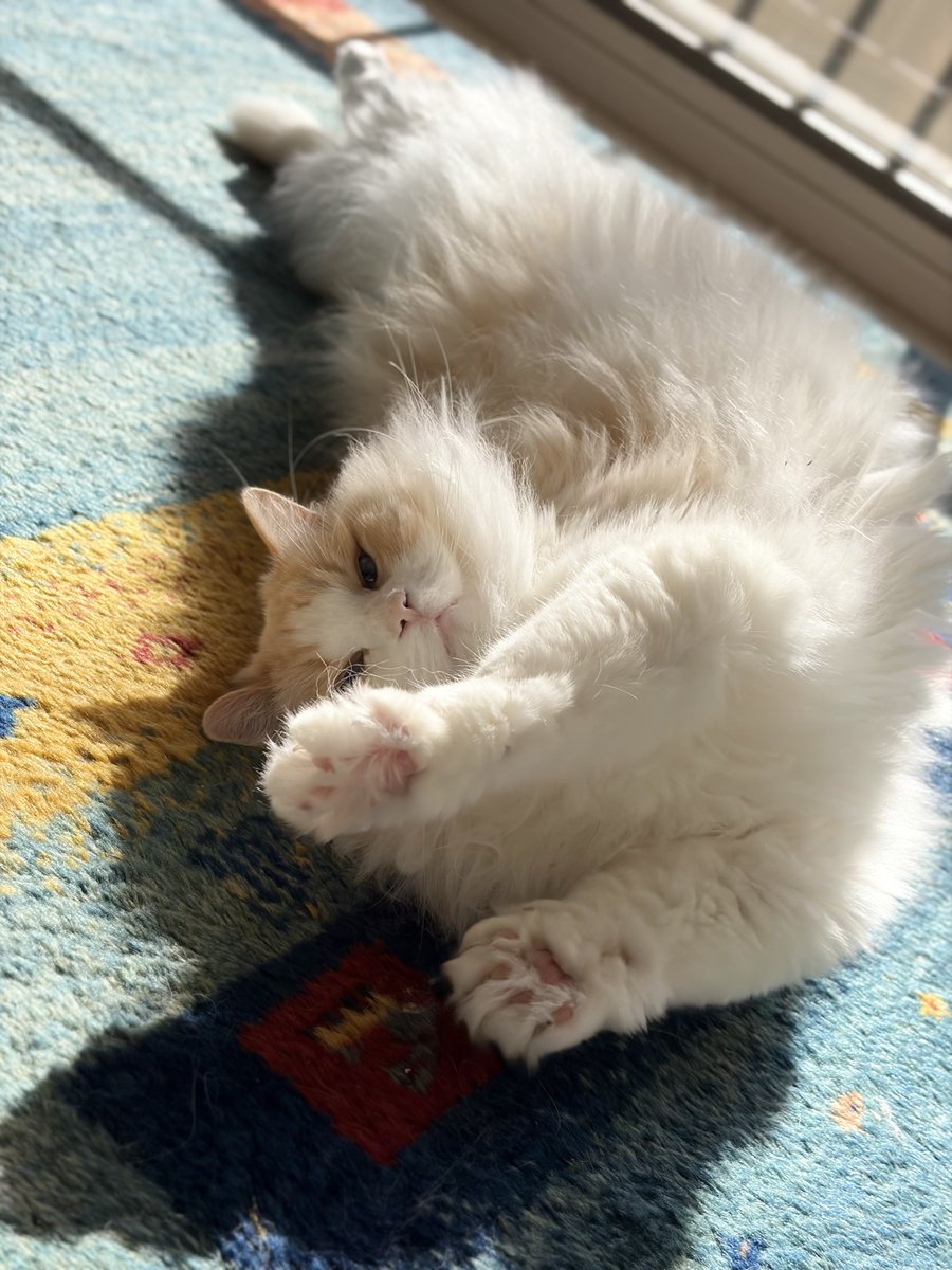 るいにゃ (@ruinya27) / Posts / X