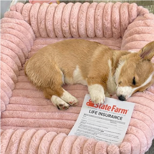 BryanDoerner_SF's tweet photo. Agent Waffles helped our neighbors secure their Life Insurance! Now they can rest easy knowing this task is done. Want to learn how life insurance fits your budget? Reach out — no pressure, just answers. #FamilyProtection #SantaFe #AgentWaffles #MyTeam #Corgi #PetInsurance https://t.co/rXly64aLll