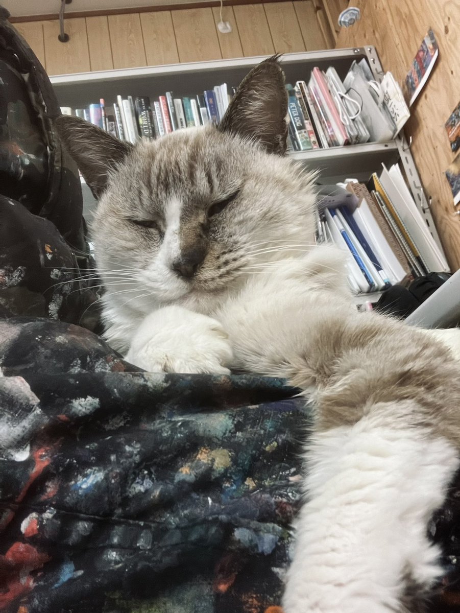 昨日無事に自宅の引っ越しが完了。
（アトリエはそのまま）

礼子もついに家猫に。
思いがけずアトリエに居着いたネコが、今ではすっかりファミリーの一員に(笑)