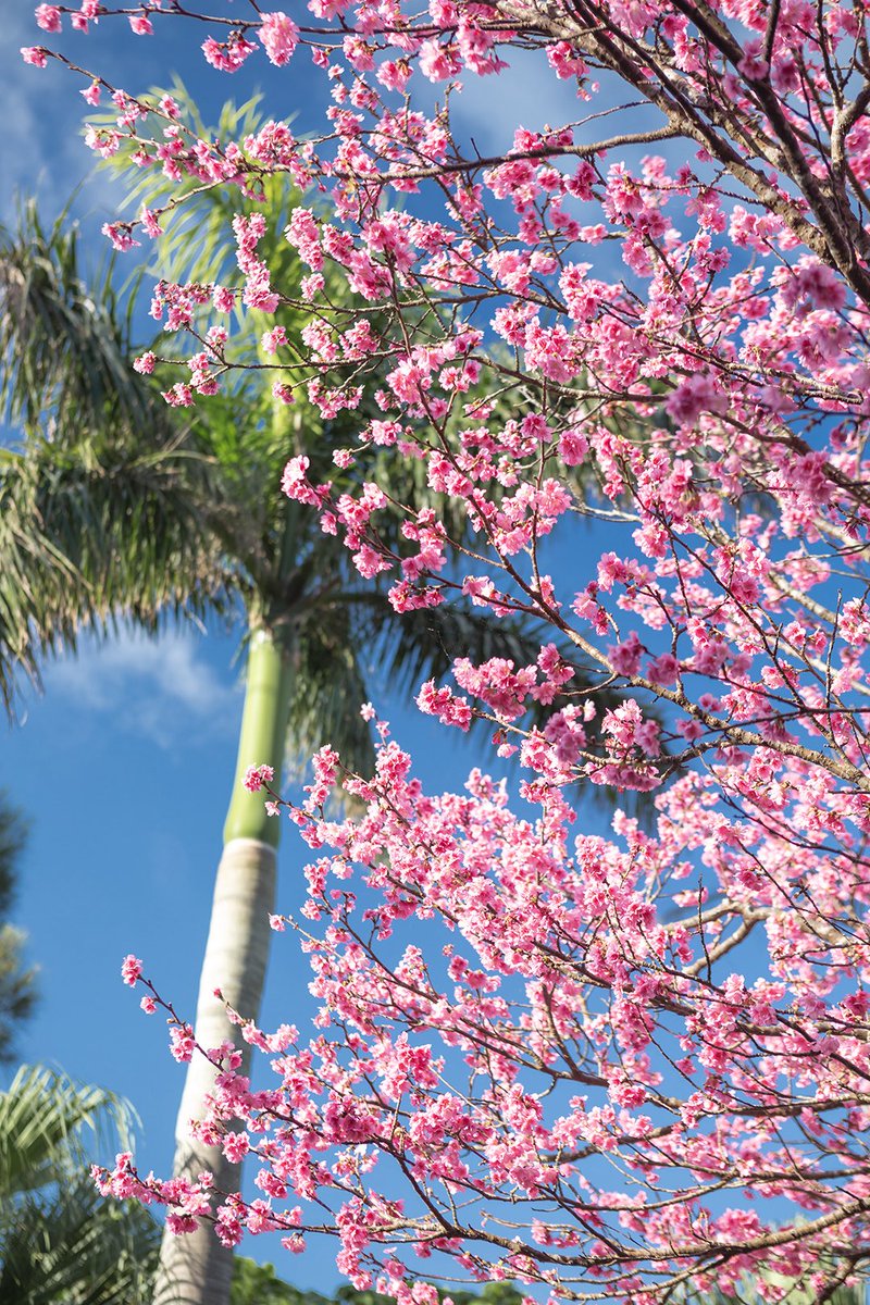 AtsushiOkinawa's tweet photo. ヤエヤマヤシと桜

石垣島の冬の光景 https://t.co/uwc3pObVpr