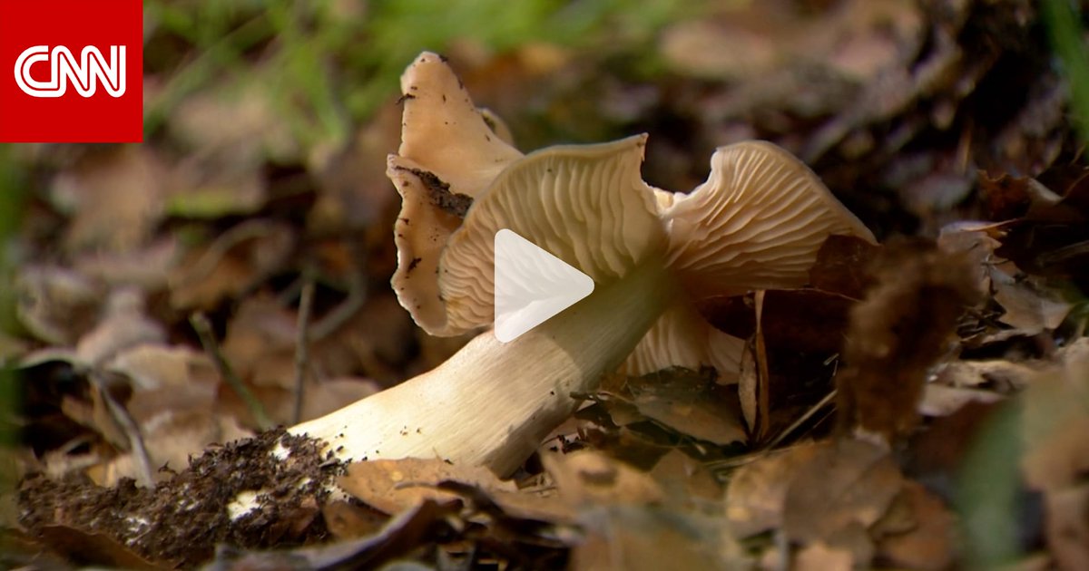 هذه العائلة جمعت فطرًا بريًا وطهته للعشاء.. وخلال أسبوع دخل أفرادها جميعًا المستشفى 