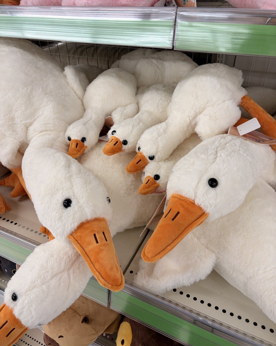 kanji_Toy's tweet photo. このツイートのせいでアヒルが品薄になってるって聞いたから見に行ったらこれ https://t.co/xvI5vycnbZ