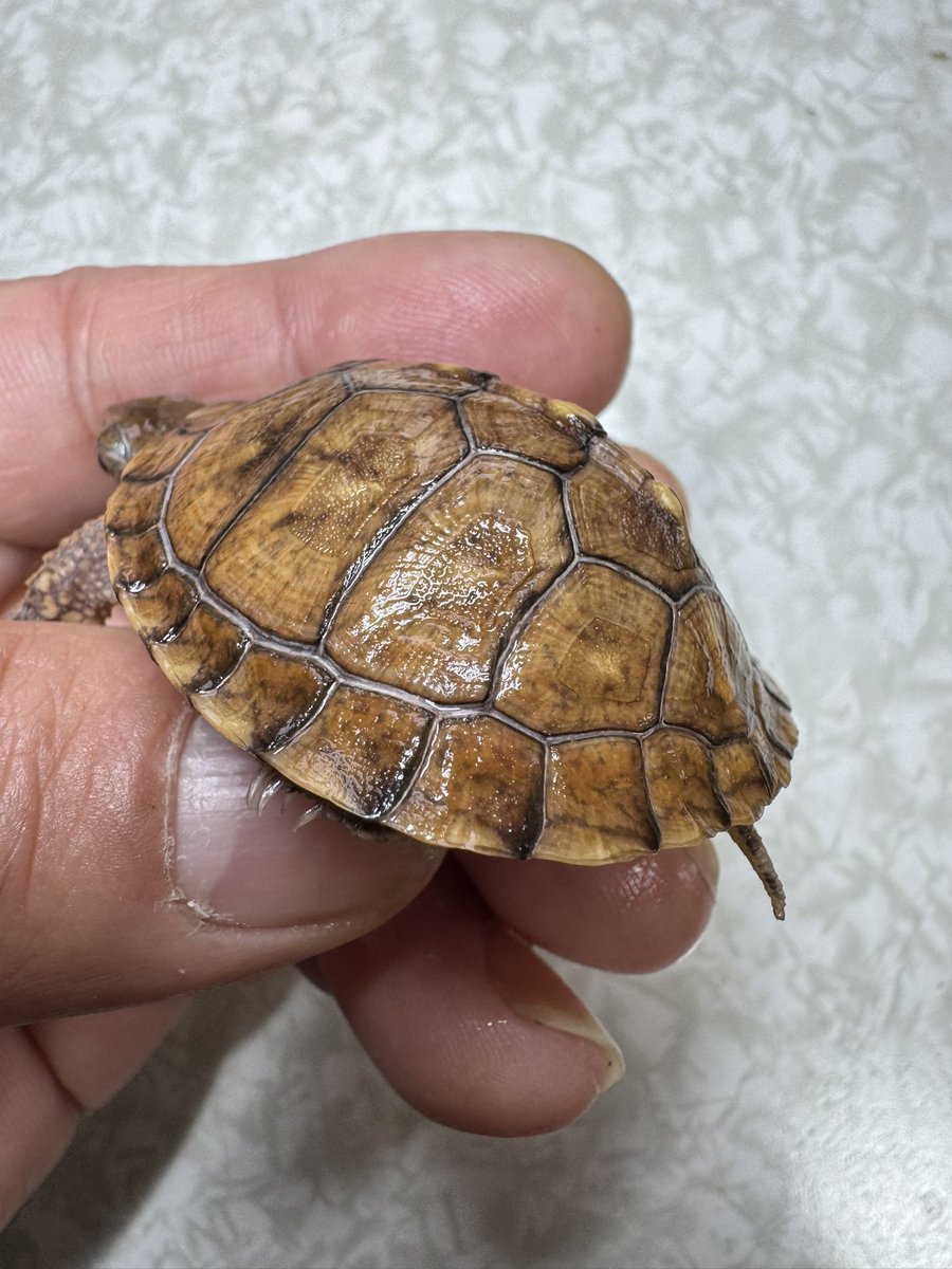 tito (@34_wgnc) / Posts / X