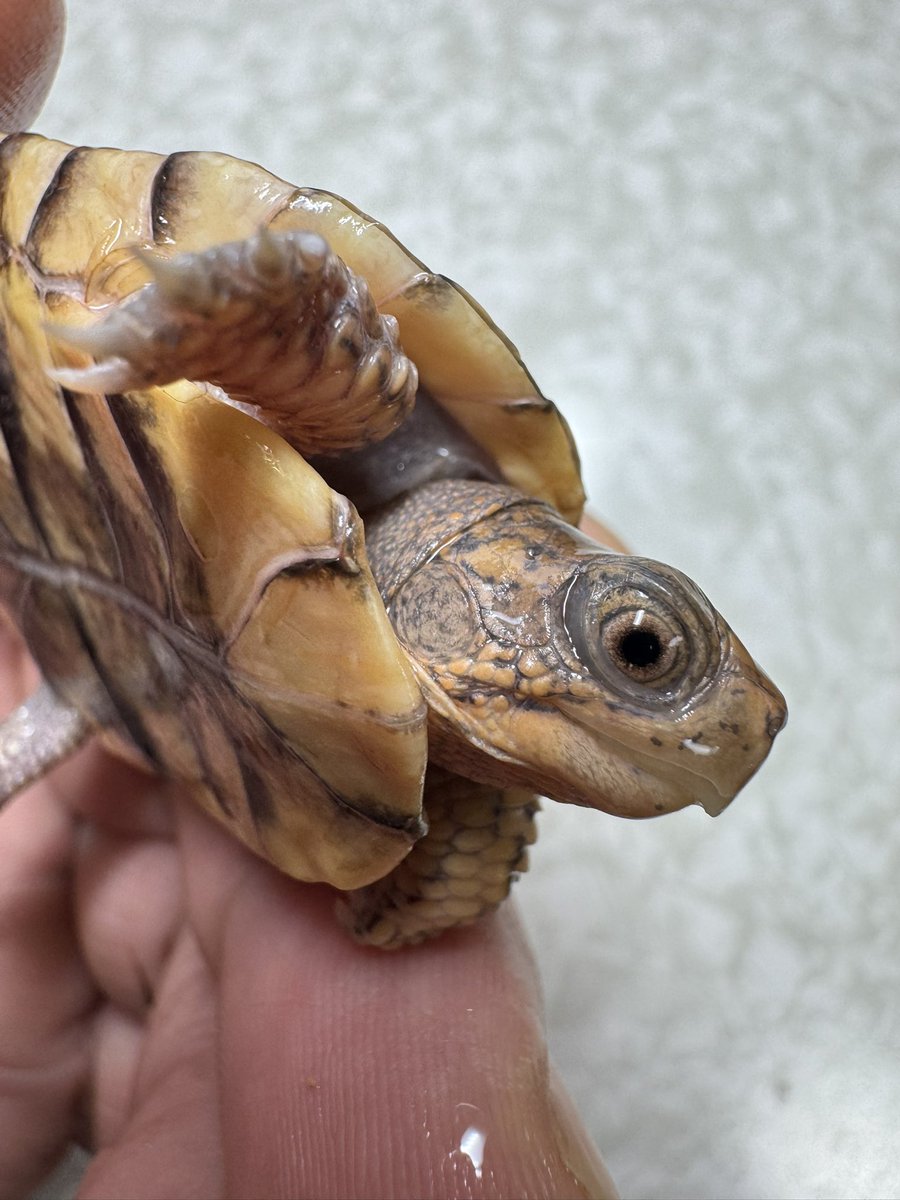 tito (@34_wgnc) / Posts / X