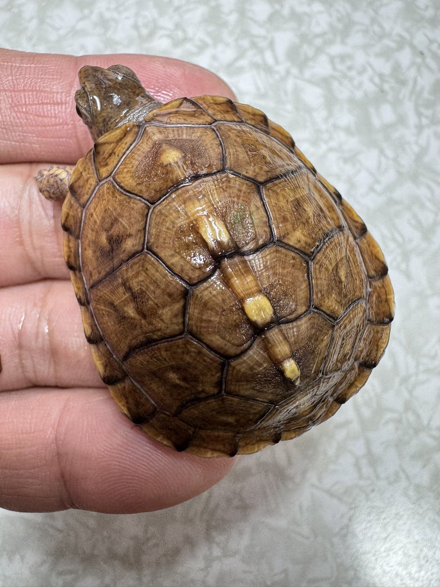 tito (@34_wgnc) / Posts / X