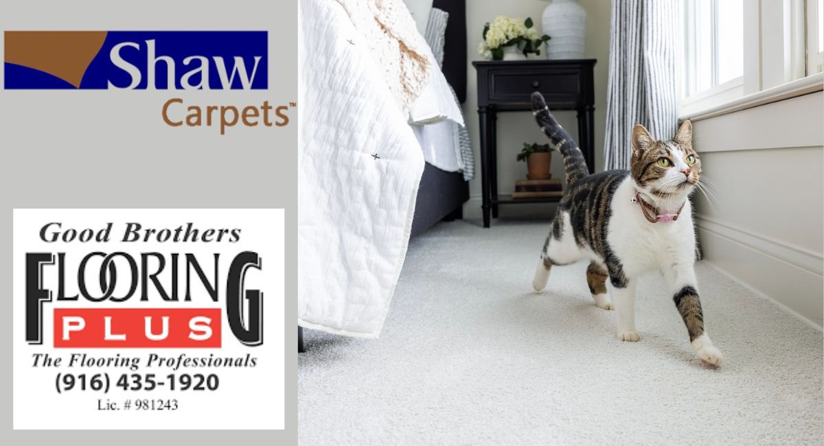 thesacchef's tweet image. Pet Perfect® Carpet at Shaw Floors 

Show your cat some love with soft, durable, and easy-to-clean carpet that’s sure to get their vote of approval. 🐈 #Cat #Carpet #AnsoNylon 

GOOD BROTHERS FLOORING PLUS 
2217 Sunset Blvd. #705, Rocklin, CA 95765 
(916) 435-1920
