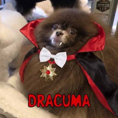 HourlyKuma's tweet image. #NewProfilePic