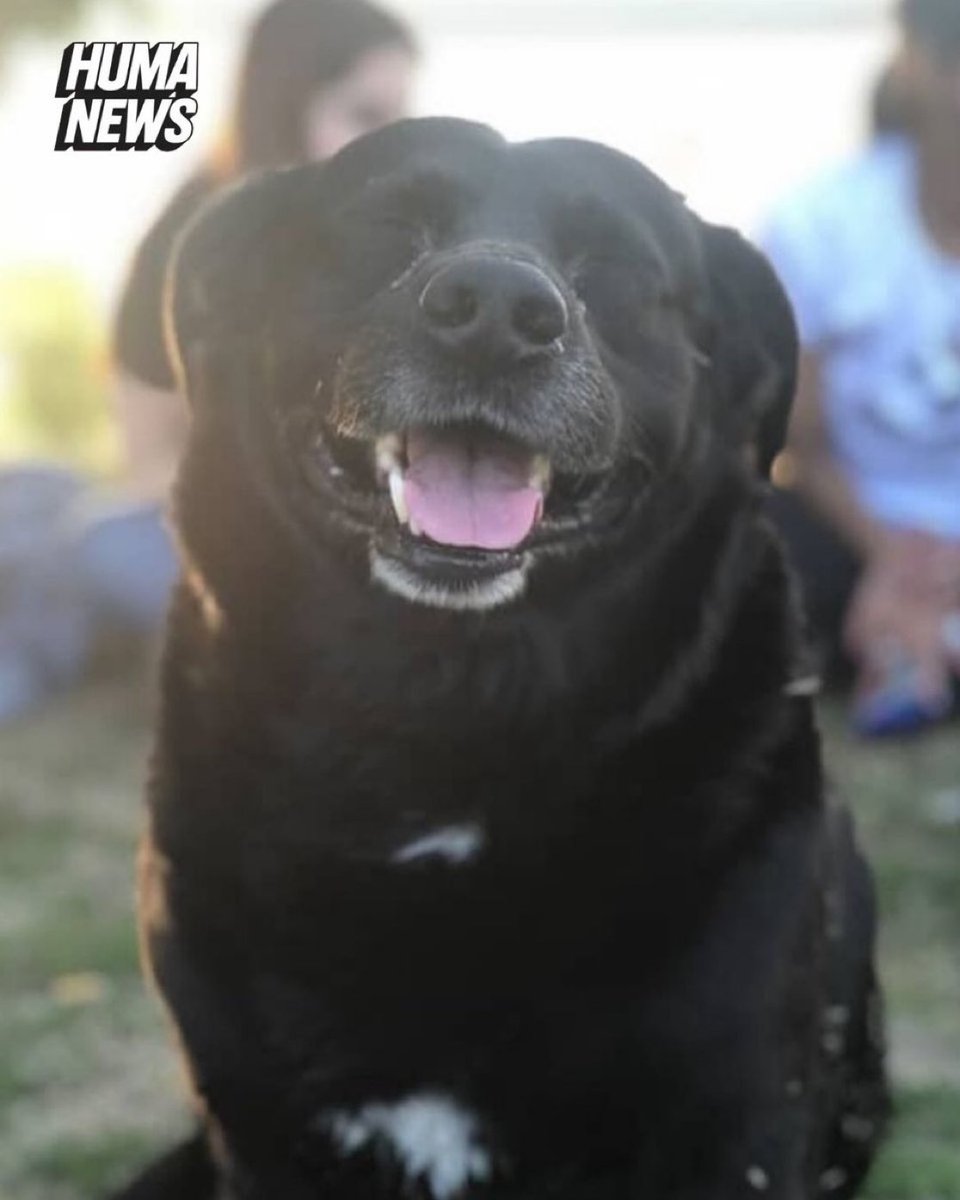 porqueTTarg's tweet photo. "Garrafa"

Porque un pitbull mató a Garrafa, el histórico y amado perro de Ciudad Universitaria (UBA) que cuidaban entre todos los alumnos, el pitbull no tenía bozal y el dueño no lo pudo frenar https://t.co/OZRFb3uTQf