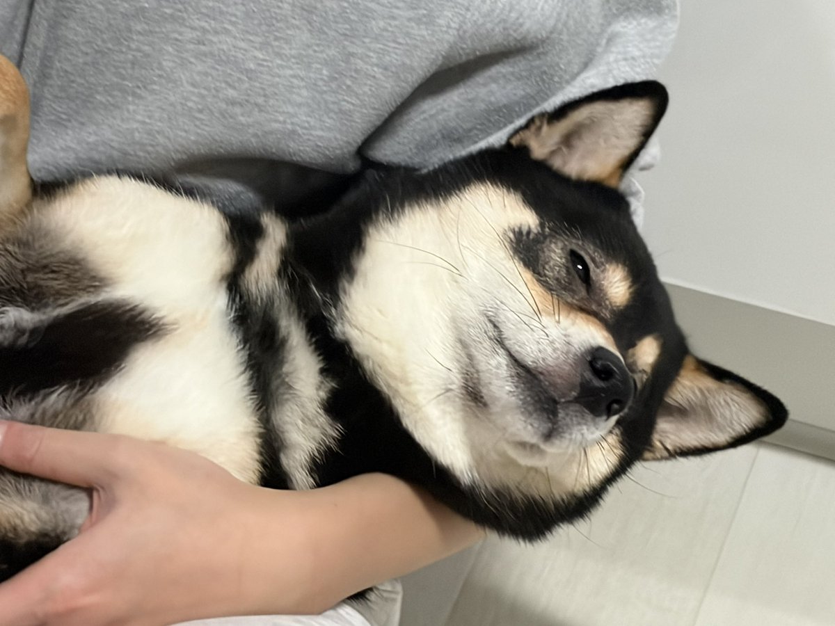 SyrianhamsterE's tweet photo. 시바견은 표정이 다양해서 참 좋다. 
보통은 멍 때리는 느낌

#흑시바 #시바견 https://t.co/DHbSkKZ39q