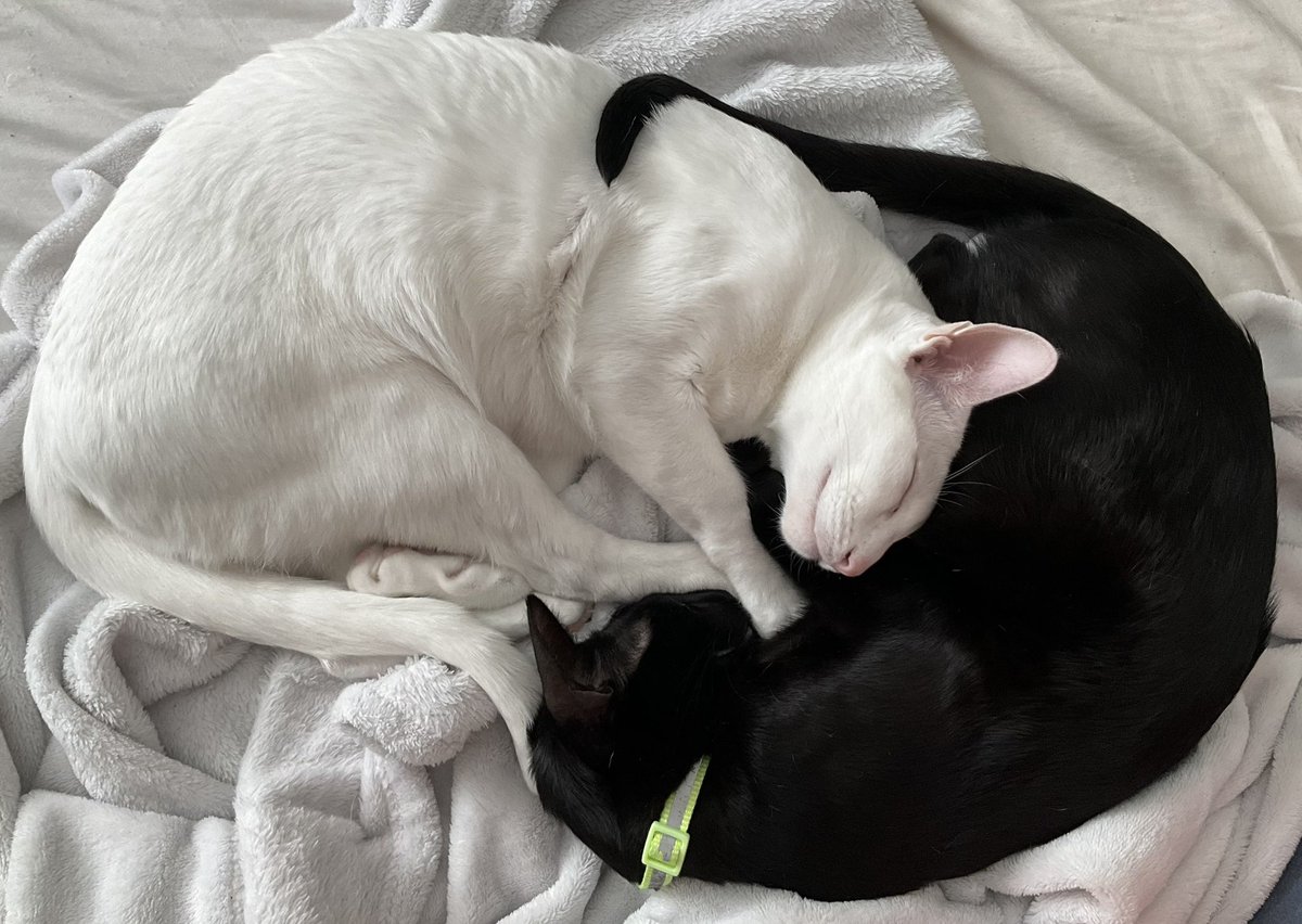Yin and Yang, aka Odyssey and Tish.