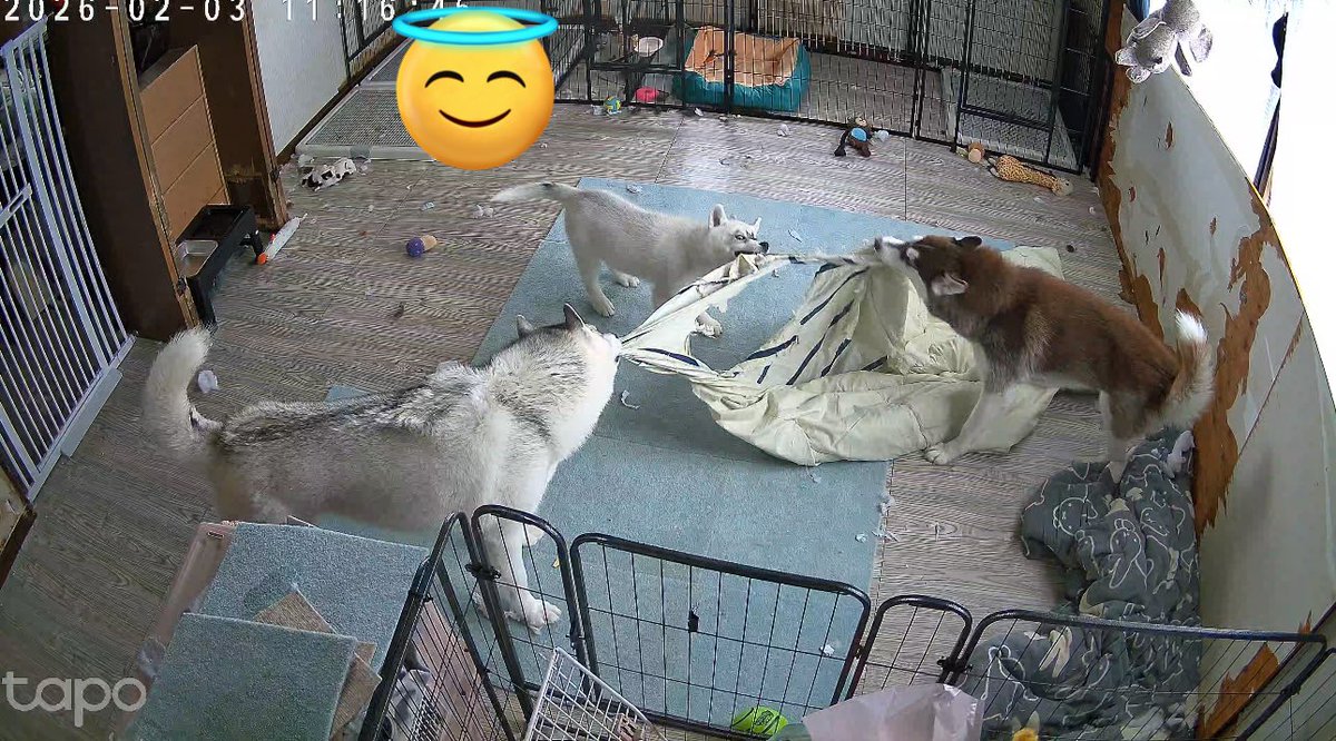 くぅ。 (@kuuuu) / Posts / X