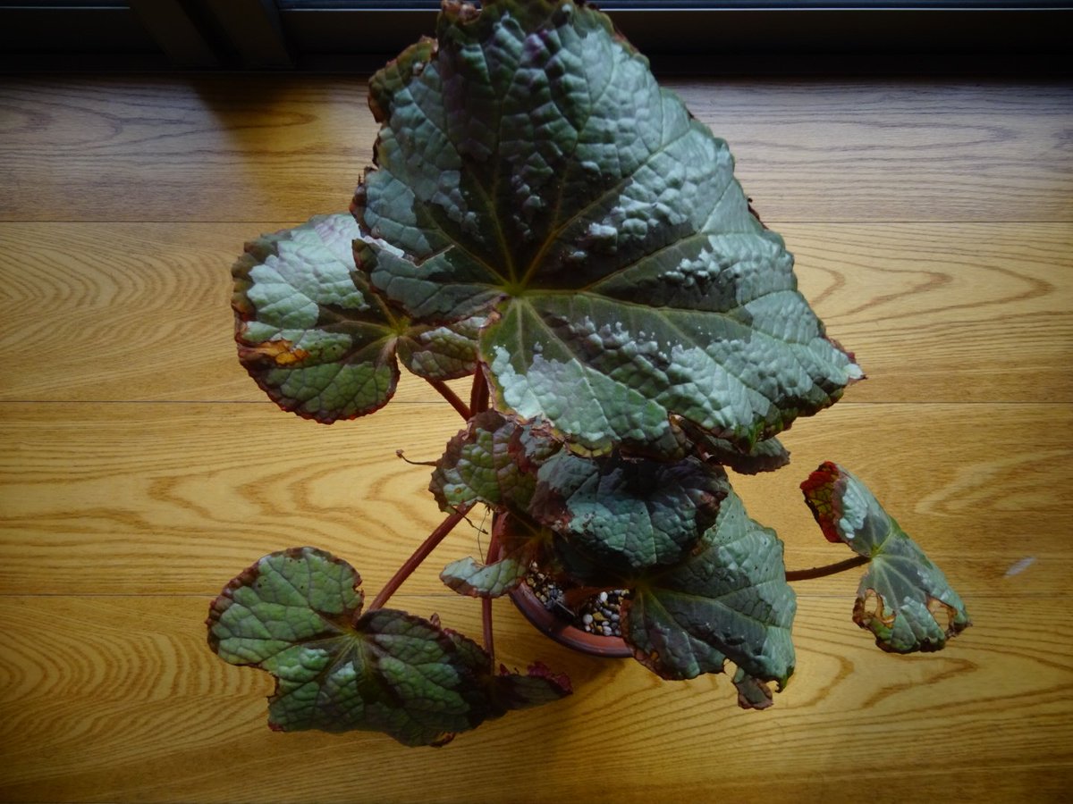 begonia_ysd's tweet photo. #ベゴニアレックス（アッサム産）
#Begoniarex （Assam,India）

我が家の原種レックス！冬期の取り込みの際は株が大きすぎるため葉を全て切除！寒くても新葉の展開がスタート！何なら根茎の先を摘芯すると成長点が増えて更に良し！
②葉を残した個体の新葉は出てこない！ https://t.co/4cyhKeYFoO