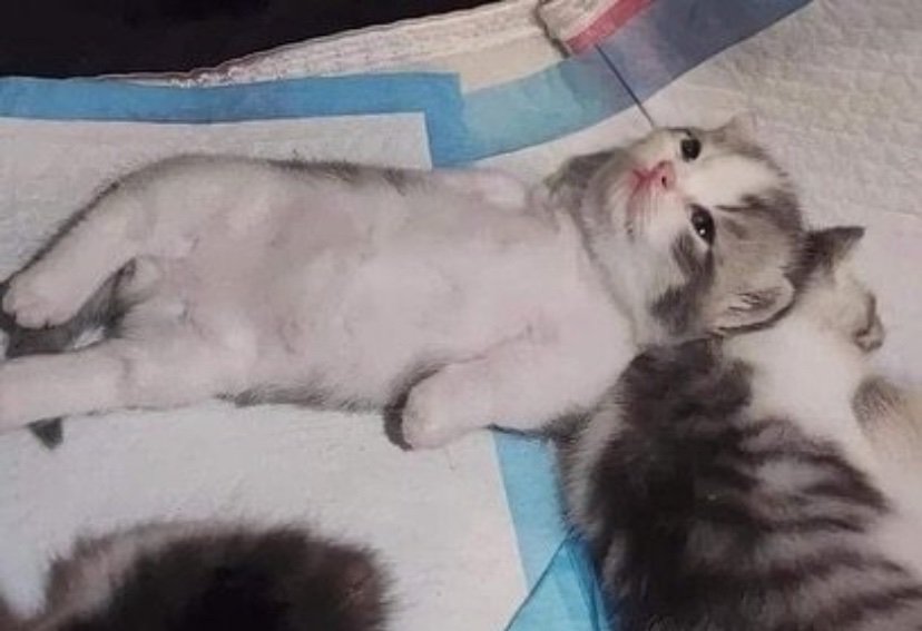 ThePetsX's tweet image. Overthinking