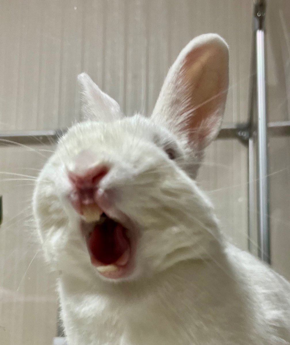 鬼は外！うさぎは内🐰