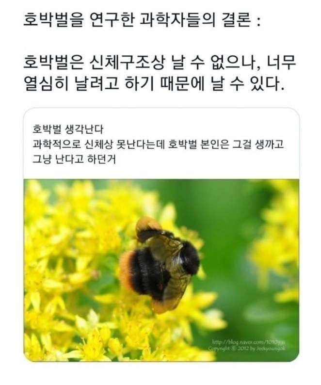 오늘부터 내 롤모델 호박벌이다