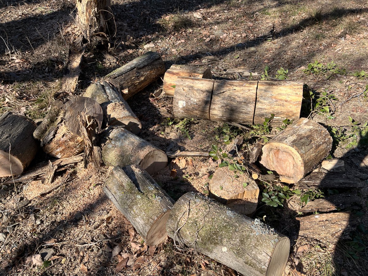 来年、再来年に向けて薪ストーブ用の薪活に励んでおります。立ち木を伐