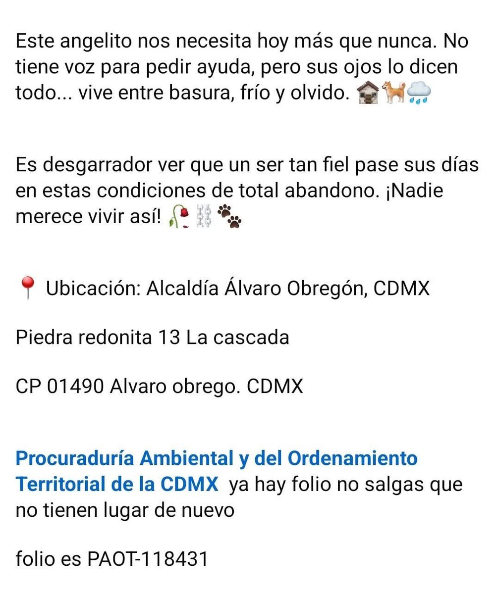 MorenaMia25's tweet image. .@FiscaliaCDMX SSC" Tauro"
Upc Alpes
Zona Poniente @AlcaldiaAO 
Territorial: AOB-3
Región: Heracles 
Evento: Crueldad y Maltrato Animal, Sujeto Armado No Permite Que Rescaten A Un Lomito Encadenado Sin Agua y Sin Alimento, Sufriendo Entre Basura y Las Inclemencias Del Tiempo