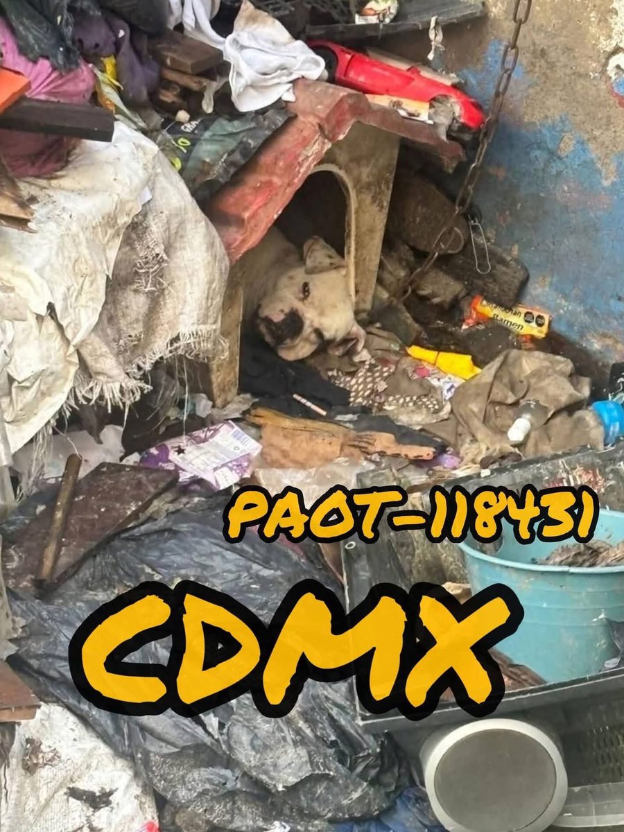 MorenaMia25's tweet image. .@FiscaliaCDMX SSC" Tauro"
Upc Alpes
Zona Poniente @AlcaldiaAO 
Territorial: AOB-3
Región: Heracles 
Evento: Crueldad y Maltrato Animal, Sujeto Armado No Permite Que Rescaten A Un Lomito Encadenado Sin Agua y Sin Alimento, Sufriendo Entre Basura y Las Inclemencias Del Tiempo