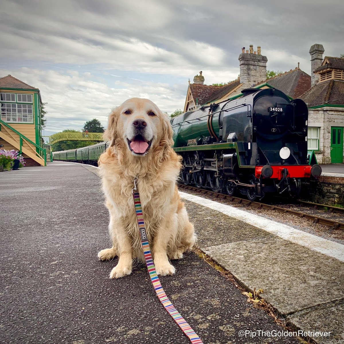 <a href="/goldenprincessG/">Orla luvs Sweet Pea Alma 🧡</a> <a href="/JustGeorgeGR/">The Original Georgeous George</a> <a href="/KayGreg49730854/">Kay, Robin 🐕❤ &Sir Benny 🐈‍⬛🌈</a> <a href="/annier1961/">Annie & Kojo (humom & big dog)</a> <a href="/PebbleTerrier/">Pebble PR Terrier</a> <a href="/WalterofWexford/">WalterDog ☘️</a> <a href="/TaniwhaTerrier7/">Taniwha (Ta-ne-fa) & Tekeraoi (Tiki-Roy) 🕊💞</a> <a href="/BorderJoss/">Joss Naylor (the dog) CBE OBE</a> <a href="/ApsoMollie1/">🌈The Real Miss Mollie Apso🌈</a> <a href="/CamillaHH1/">Camilla Higgins</a> <a href="/DavidWilding271/">🛩️🍦 David Wilding 🍦🛩️</a> <a href="/DawnFionaJohns1/">Nana Shortie🏴󠁧󠁢󠁳󠁣󠁴󠁿 and Uncle Big Sniff 🌈</a> <a href="/NeddyofNeddyton/">Neddy Kooiker- 🌈OllyMollJessRupePLPip🌈</a> <a href="/Tearene/">Irene Young</a> <a href="/ShazzBakes/">ShazzBakes</a> <a href="/bertie_lakeland/">Bertie Lakeland</a> Good morning Orla and everyone! Today is #NationalGoldenRetriever Day, so here’s a memory of our dear Pip the Golden at Corfe Castle station on the Swanage Railway.

Have a great day and, if you see a golden retriever, do stop and say hello!

This pic was taken in 2023.