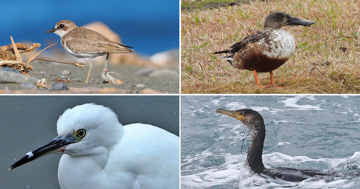 【流出プラスチックによる野鳥への被害事例を更新しました】

今回は合成繊維ロープの絡まりやストローがくちばしにはさまる被害が、オオメダイチドリやコサギなどの野鳥で報告されています。

野鳥への被害を目撃された方は、情報提供にご協力ください。(募集期間:3/31まで)
wbsj.org/activity/conse…