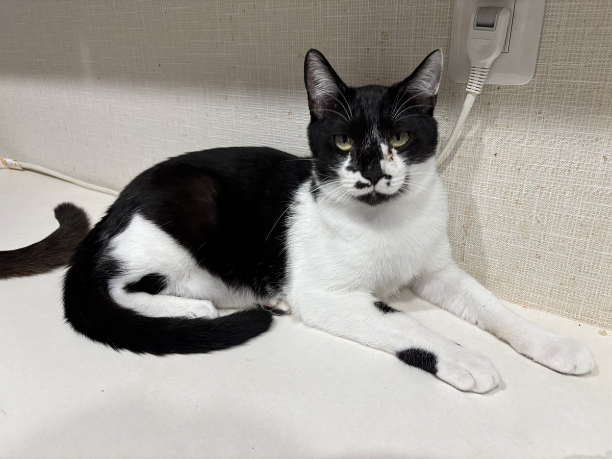 スフィンクスオセロ