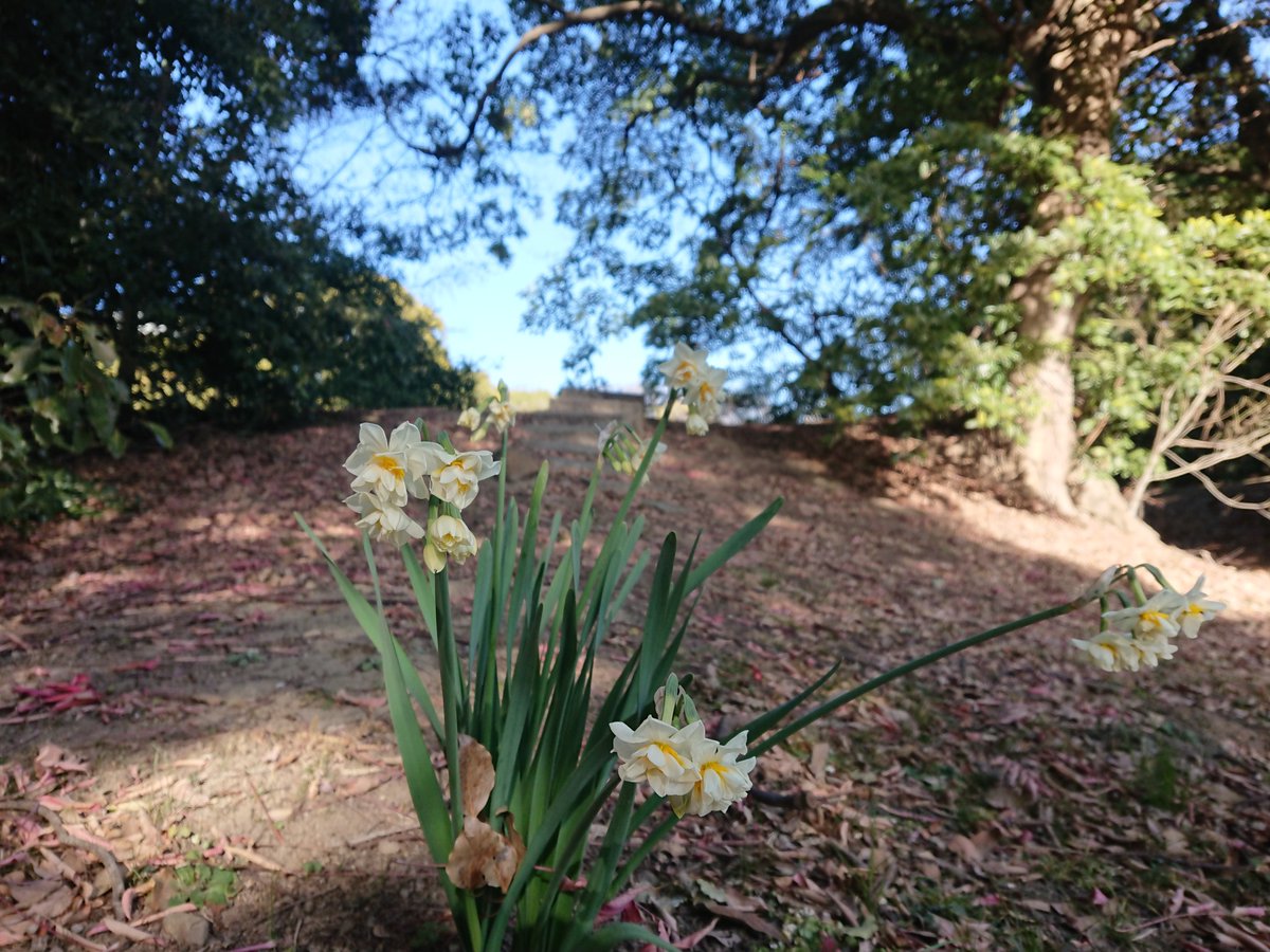 mysterysnack1's tweet photo. 5th week of January #HamarikyuGarden
八重咲日本水仙 "Narcissus tazetta var. chinensis" #DoubleFlowered
Narcissus is native to Mediterranean cst, it traveled along Silk Road before arriving in Japan at the end of Heian and becoming naturalized.
#beautifulplantsinTokyo #winter https://t.co/8jJb4j67Bu
