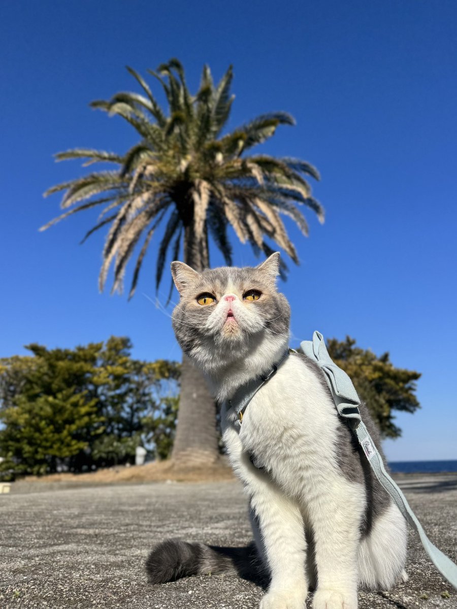 #エキゾチックショートヘア ポセイドンさんと撮影でした🐈🐾
⁡
その名にふさわしく、海の近くでの撮影でした🙌🏻
ポセイドンさんが上手に演技をしてくれたおかげで撮影もスムーズに進みました✨
⁡
現場のみなさんもメロメロ💕
ありがとうございました😭🙏
⁡お疲れ様でした💓
⁡
 #アニマルプロ