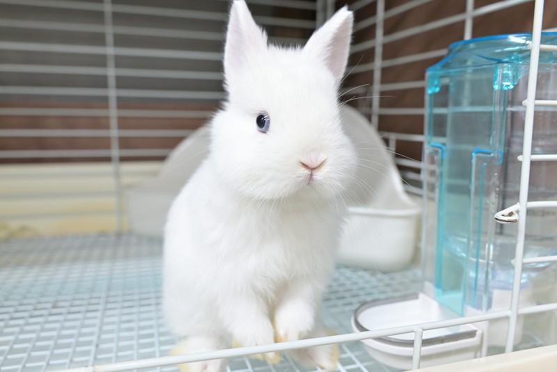 ネザーランドドワーフの子うさぎがデビューいたしました！ 希少カラー