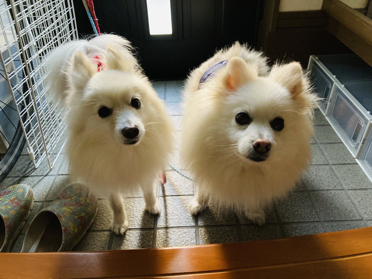 ポメのつるまる&おび（ツルオビ）❤️💙 (@2aWSHJStCdIrF5D) / Posts / X