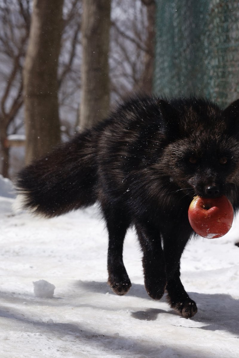 ttt_zegu952's tweet image. みきれてるけどかっこいい