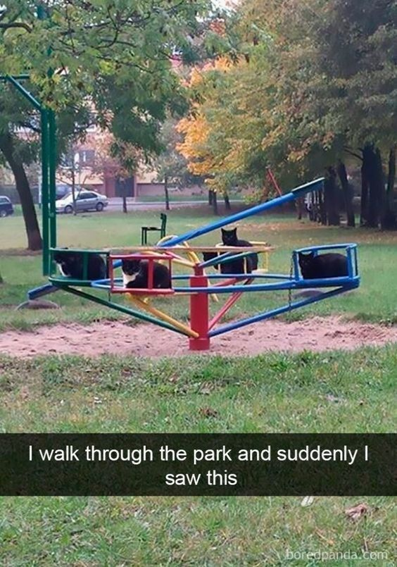 WholesomeMemes (@wholesomememe) on Twitter photo 